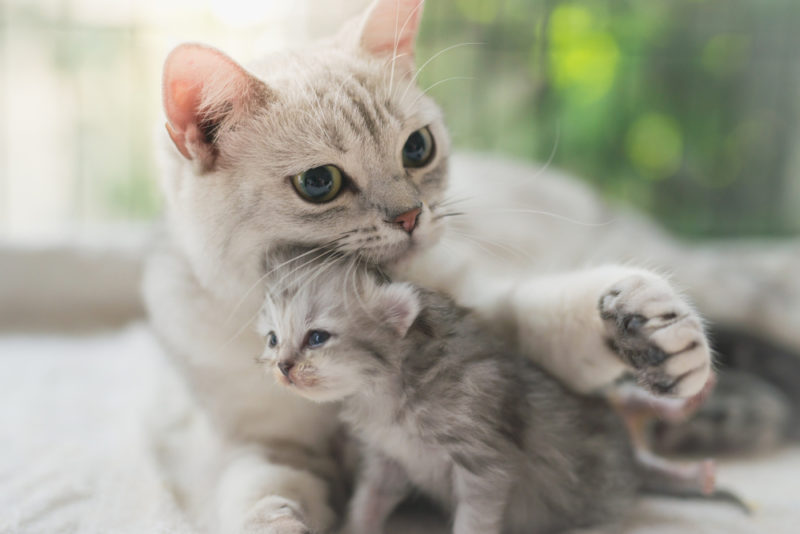 Can a Cat Get Pregnant While Still Nursing Kittens? \u2014 Pet ...