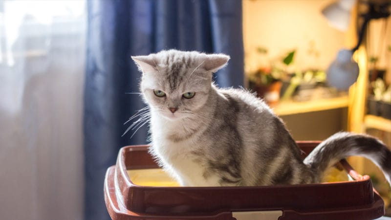 My Cat Throws Up After Eating And Has Bloody Stools — Pet Central by Chewy