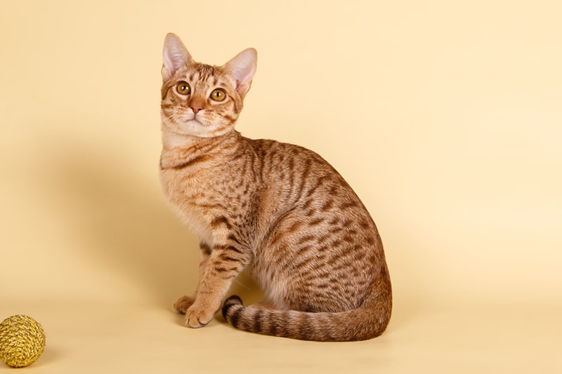Top 10 Trainable Cat Breeds
