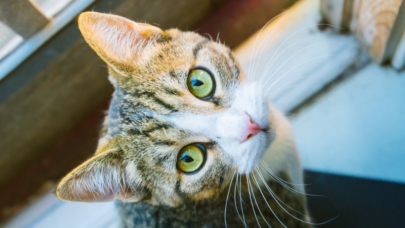 three interesting facts about cats