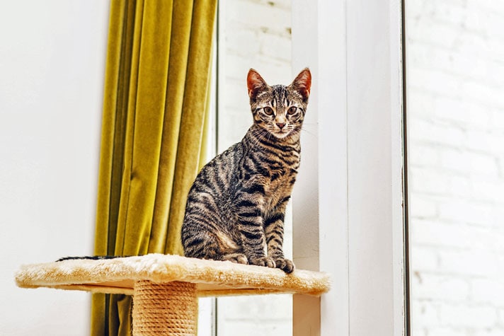 Stop Your Kitten From Jumping And Climbing On Furniture