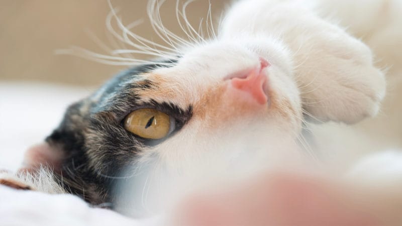 The Many Colors Of A Cat's Personality — Pet Central by Chewy