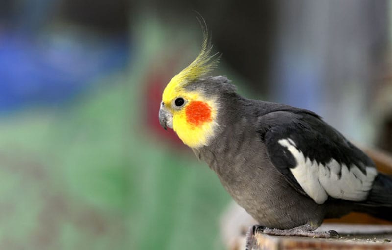 Top 5 Small Pet Birds,Eagle Required Merit Badges