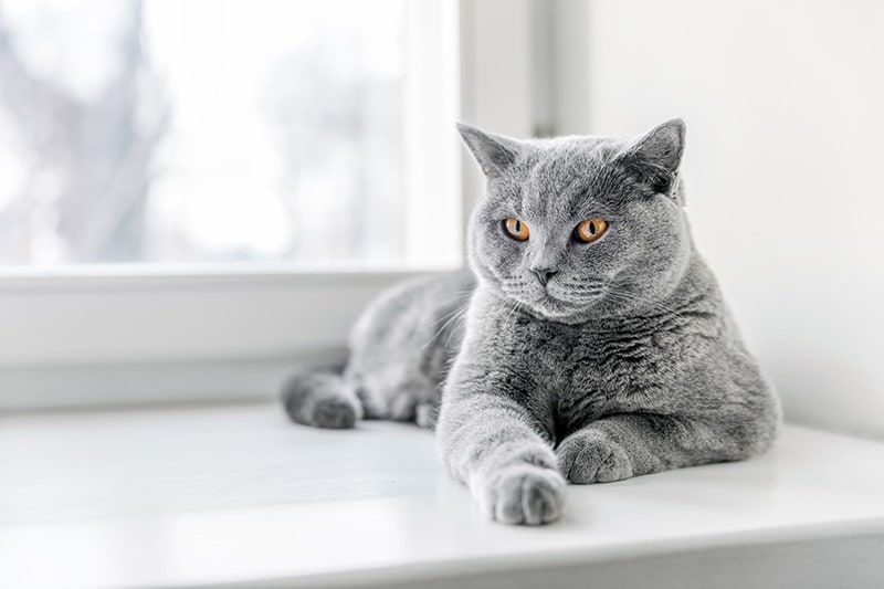 pure grey cat