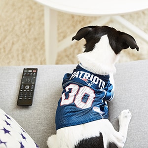 Pet Apparel: Dog Jerseys for Your NFL Dog
