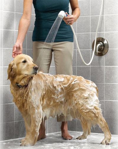 bathing with your dog