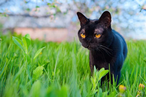 big black domestic cats