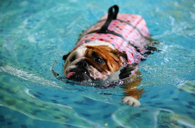 english bulldog swimming vest