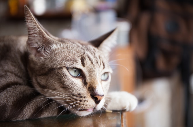 6 Reasons Your Cat Might Be Cranky