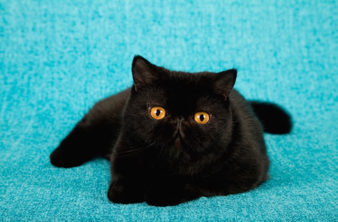 8 Black Cat Breeds
