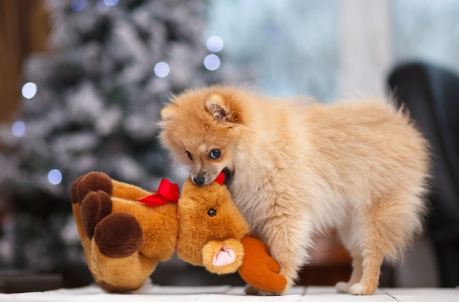 soft toy for puppy