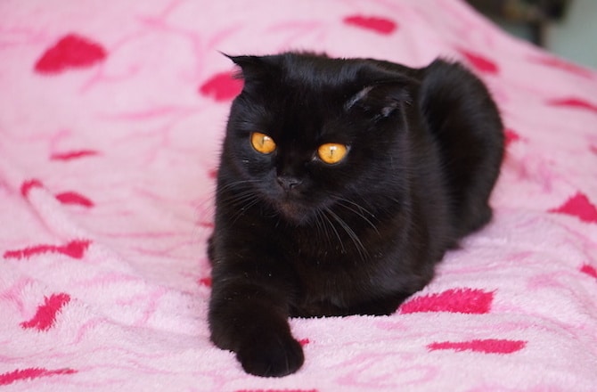 black hairy cat