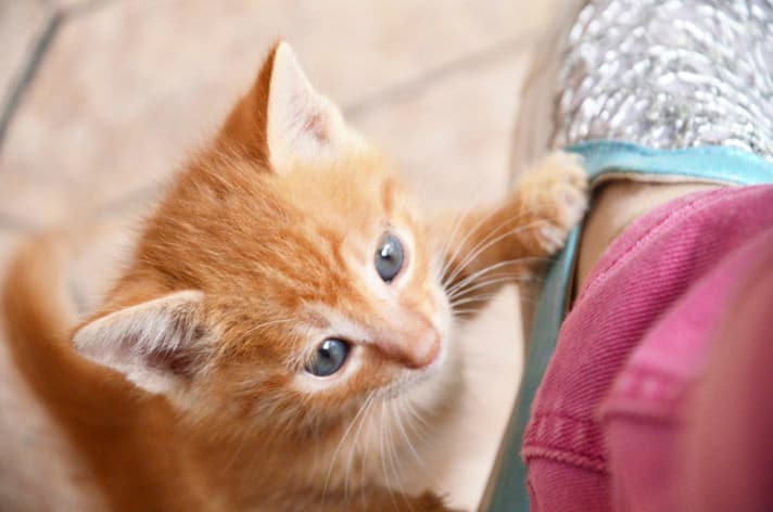 Please Don’t Go! How To Manage Separation Anxiety In Cats — Pet Central