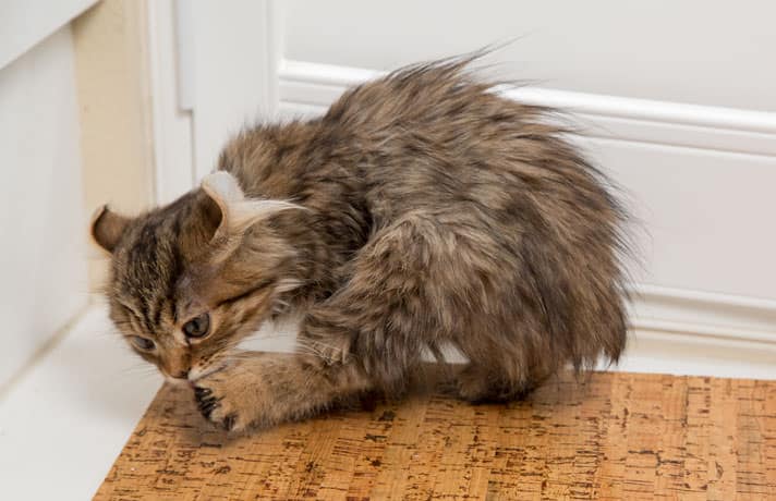 All About Hot Spots On Cats — Pet Central by Chewy