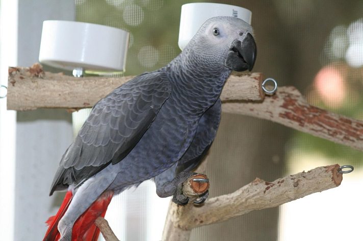 African grey parrots dissertation