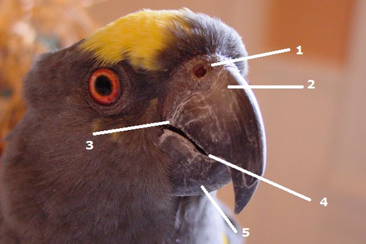 Annotated picture of a parrot's beak showing and naming its various parts: (1) cere, (2) rhinotheca, (3) commisure, (4) tomium and (5) gnathotheca.
