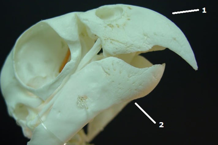 Skeletal structure of a parrot beak showing the (1) Rostrum maxillare (upper jaw or maxilla) and (2) Rostrum mandibulare (lower jaw or mandible). 
