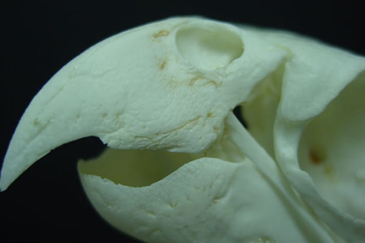 A parrot beak skeleton showing close-up view of the grooves and pits in the bones of the beak where blood-vessels and nerves are located.