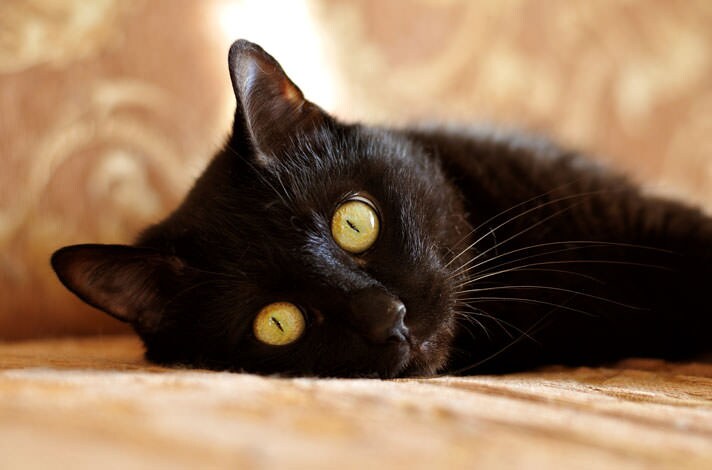 Black Cats Throughout History — Pet Central by Chewy