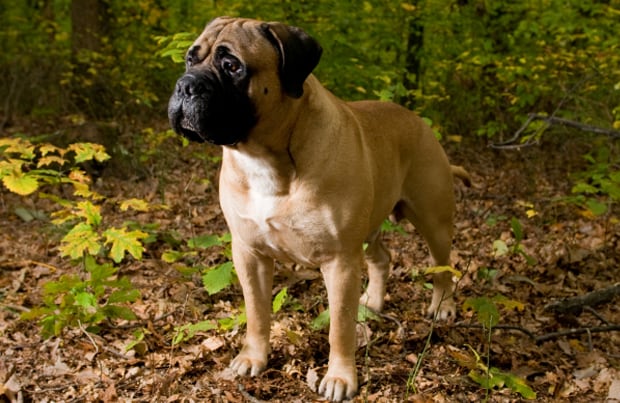 Bullmastiff Dog Breed — Pet Central by Chewy