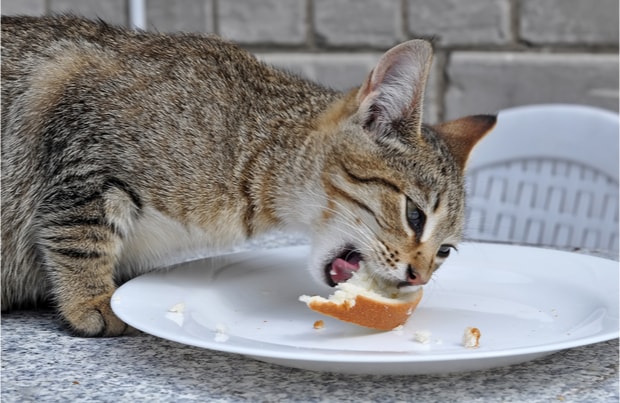 Can Cats Eat Bread? — Pet Central by Chewy