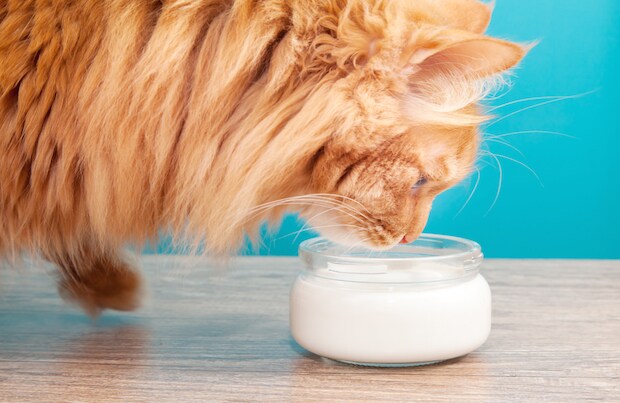Can Cats Drink Milk? — Pet Central by Chewy