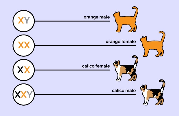 Are All Orange Cats Male and All Calico Cats Female?