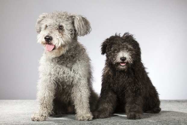 small curly haired dogs