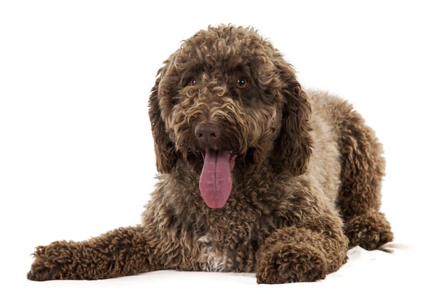 curly haired dog breeds