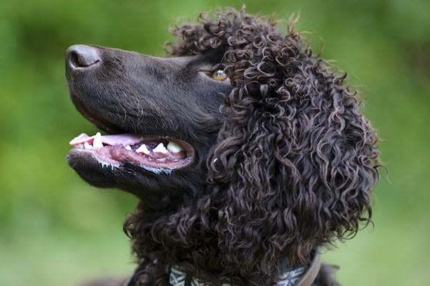 big black curly haired dog