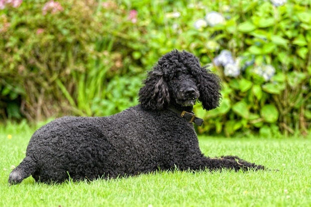 big black curly hair dog