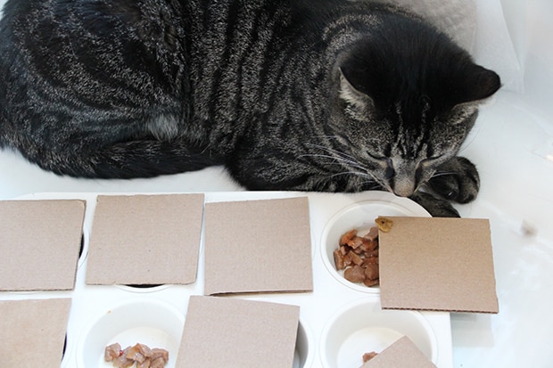Cat Food Puzzles Diy On 54 Off Ingeniovirtual Com - Diy Wet Cat Food Puzzle