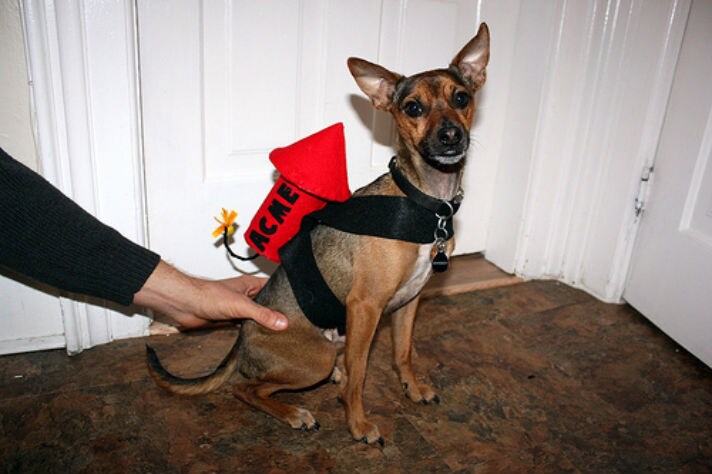 10 Diy Dog Costumes That Are So Easy To Make It S Scary