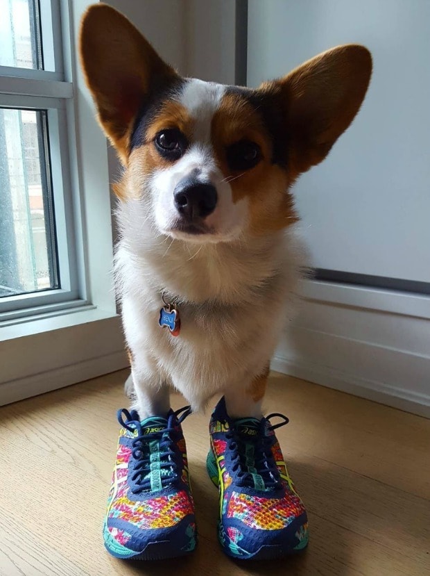 shoes with dogs