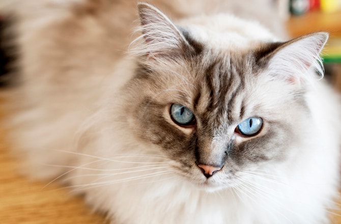 9 Easy Going Cat Breeds,How To Make Soap From Scratch