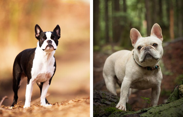 Back To Basics A Comparison Of The Boston Terrier And The