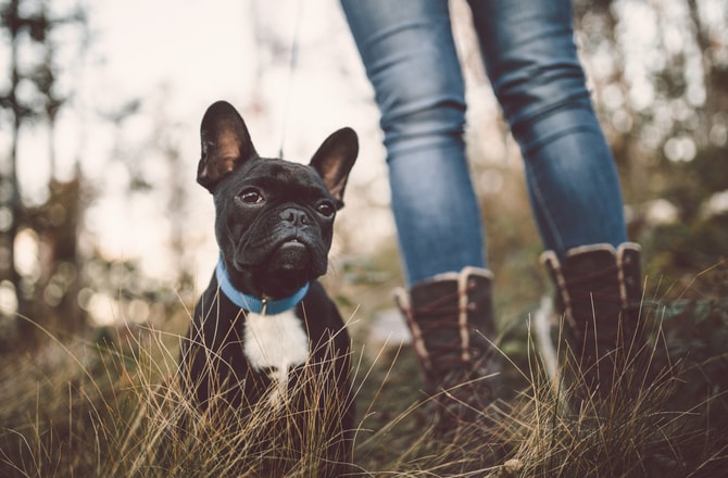 dog breeds for working singles
