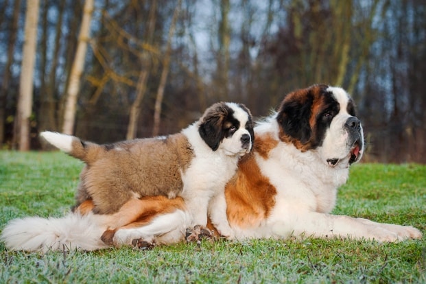 top 10 big dog breeds