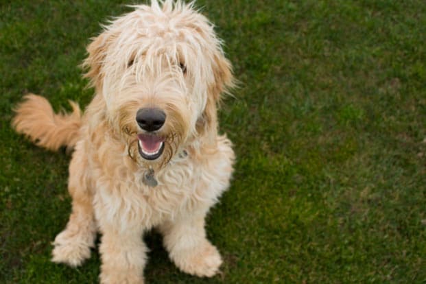 types of mixed poodles