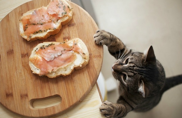 Image result for cat eating ham dinner