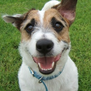 Jesse The Jack Russell Takes Tricks to 