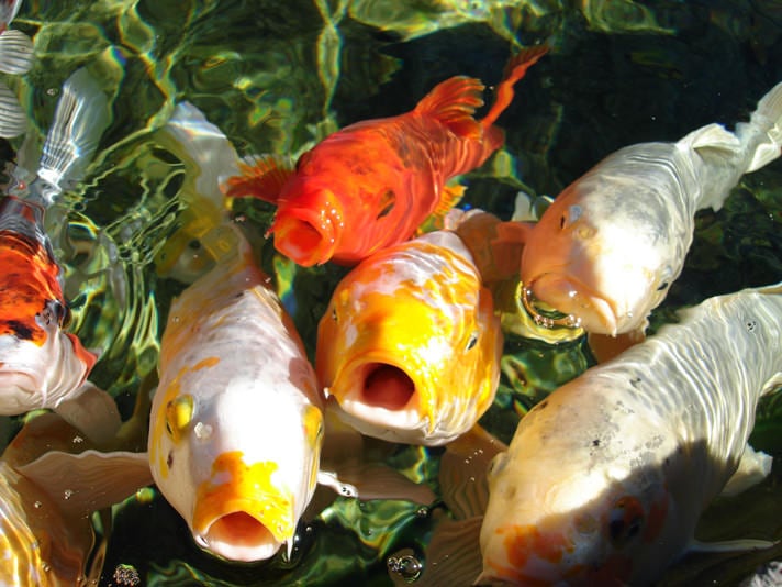 Buying Koi Fish — Pet Central by Chewy