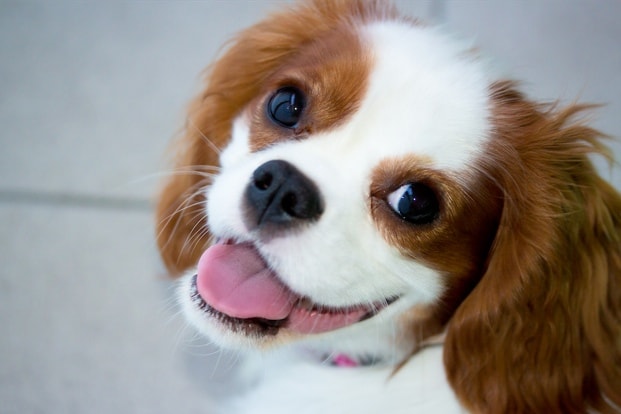 10 Best Lap Dog Breeds