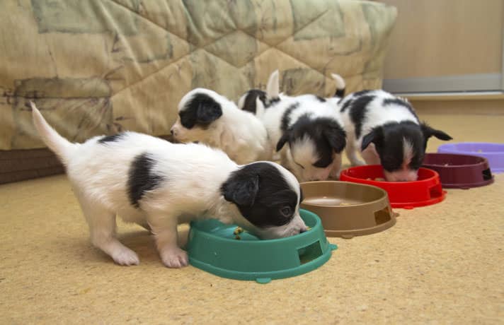 Puppy Feeding Guide — Pet Central by Chewy
