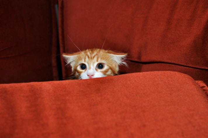 scared-kitten-hiding-TS-543180676-3.jpg