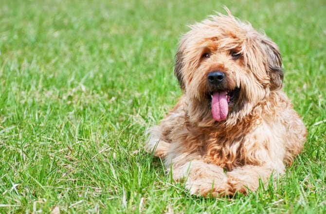 shaggy haired dog breeds