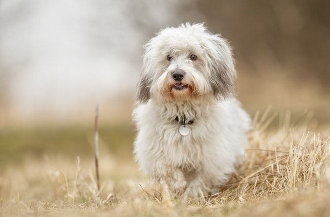 types of small white dogs