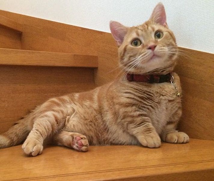 10 Photos Of Munchkin Cats That Will Melt Your Heart — Pet ...