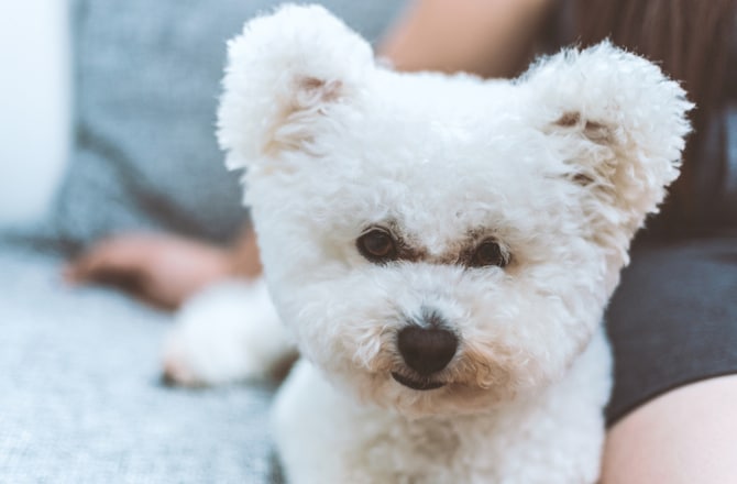puppies that look like stuffed animals