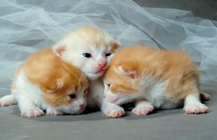 three day old kittens